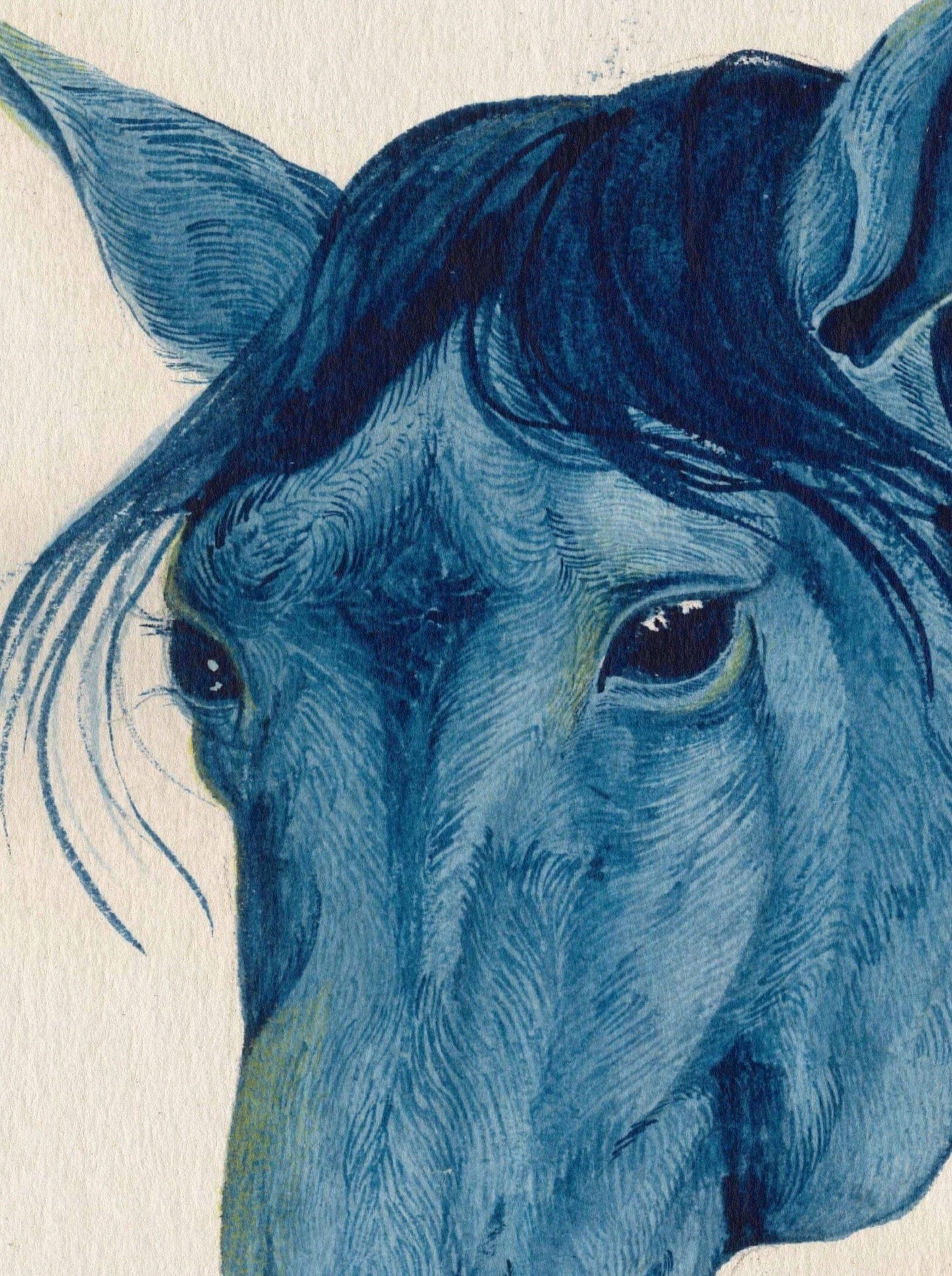 BLUE HORSE-Devils Claws-APOC STORE