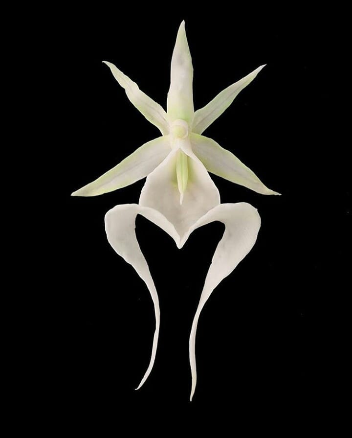 Ghost Orchid Earrings-Baggira-APOC STORE