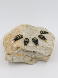 Extinct Claws-CYSHIMI-APOC STORE