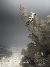 Biomorph Bracelet-Miosis Design-APOC STORE