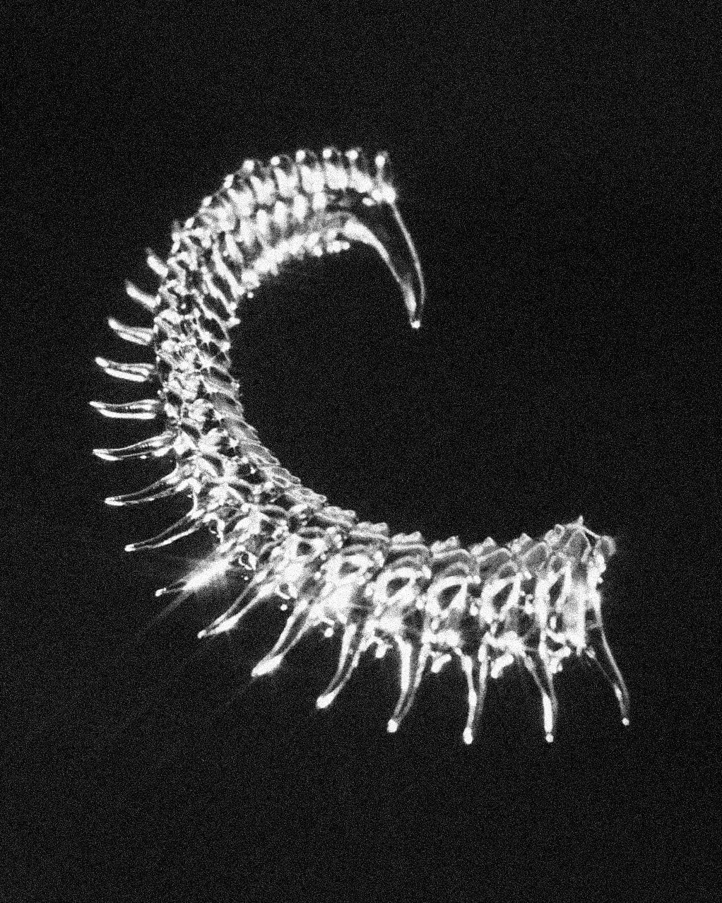 Chrome Spine Ear Columns-Agoston Balazs-APOC STORE