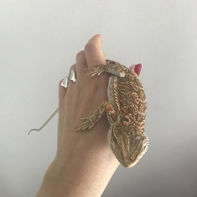 Calium Ring-Hannah Jewett-APOC STORE