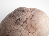 Parma Mammatus Wall Sculpture-Elissa Lacoste-APOC STORE
