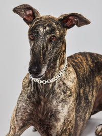 Waldo Dog Collar Chain-RÄTHEL & WOLF-APOC STORE