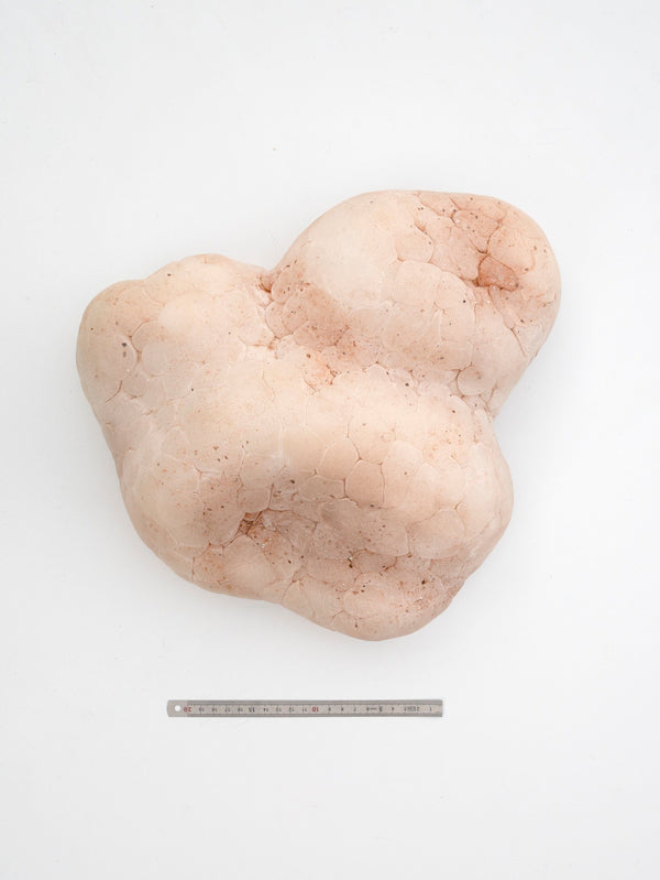 Nude Mammatus Wall Sculpture-Elissa Lacoste-APOC STORE