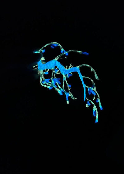 Seadragon Earrings-Baggira-APOC STORE